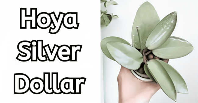 Hoya Silver Dollar: A Stunningly Unique Houseplant Hoya Silver Dollar