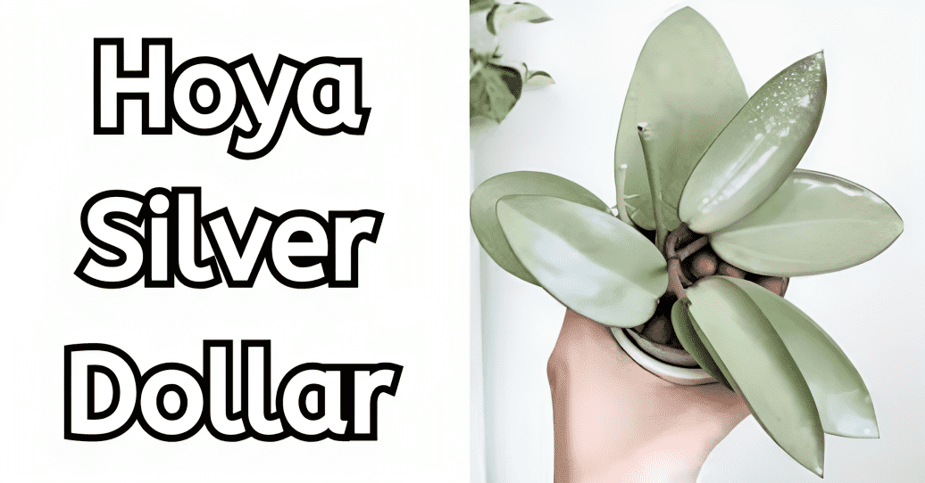 Hoya Silver Dollar