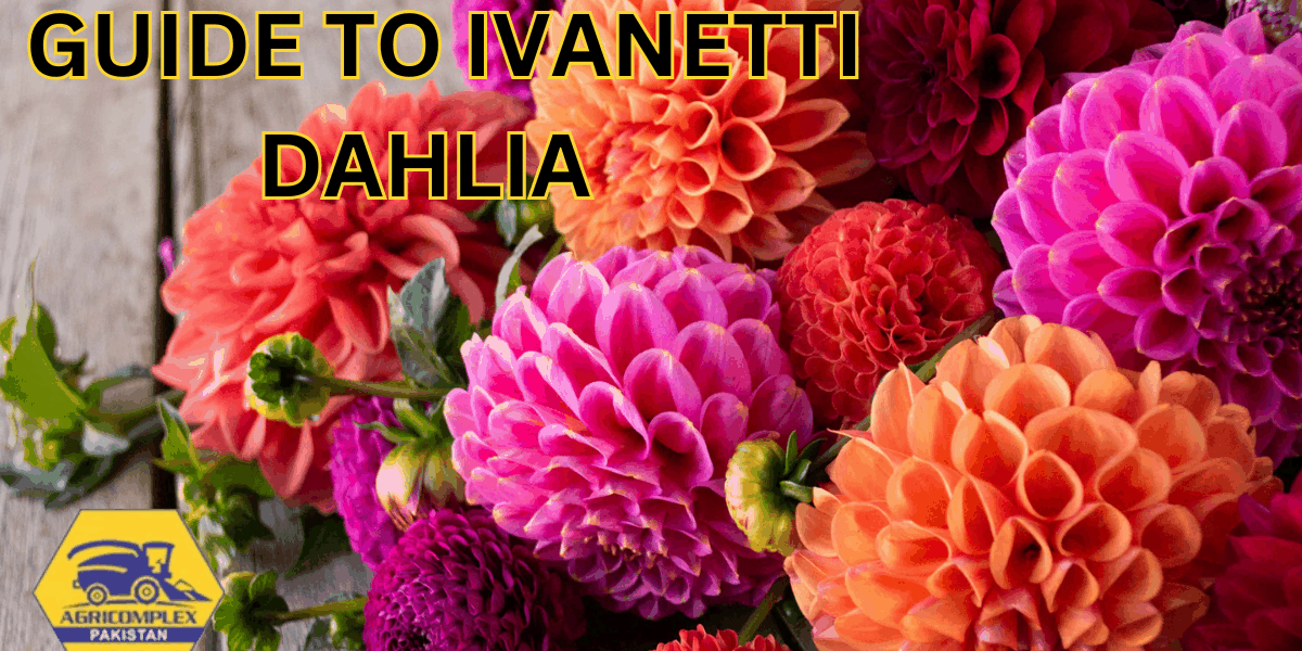 Ivanetti Dahlia Ivanetti Dahlia