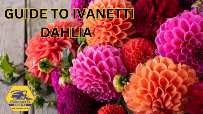 Ivanetti Dahlia Ivanetti Dahlia
