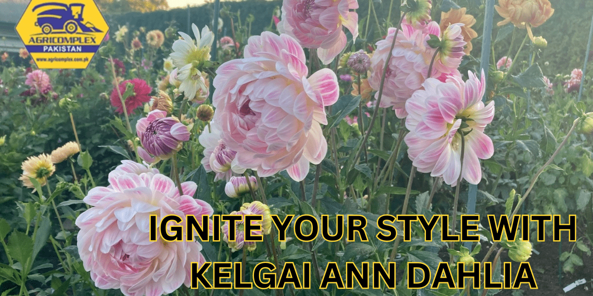 KELGAI ANN DAHLIA
