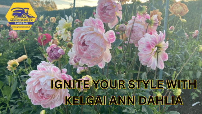 KELGAI ANN DAHLIA KELGAI ANN DAHLIA
