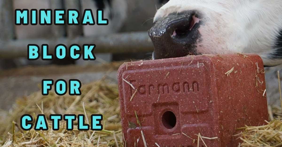 Mineral Block for Cattle