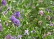 Planting Alfalfa