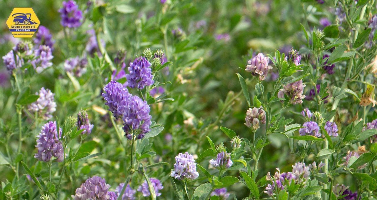 Planting Alfalfa Planting Alfalfa