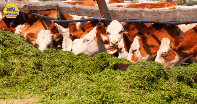 Silage Kings Silage Kings