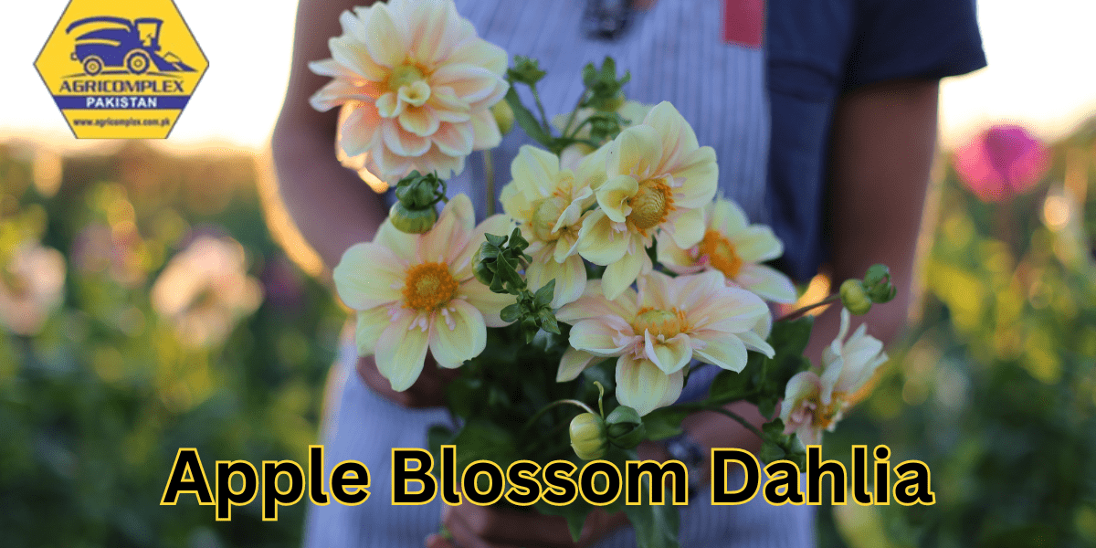 apple blossom dahlia apple blossom dahlia