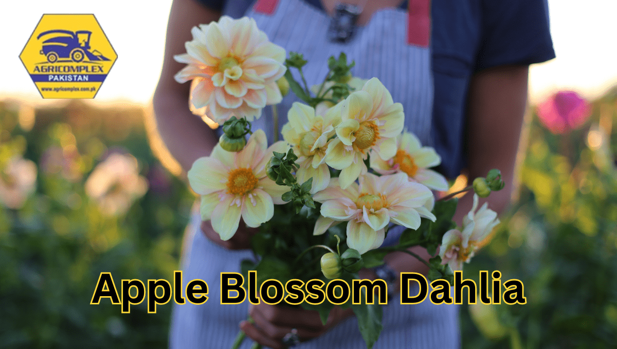 apple blossom dahlia