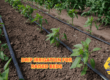 drip irrigation for raised beds