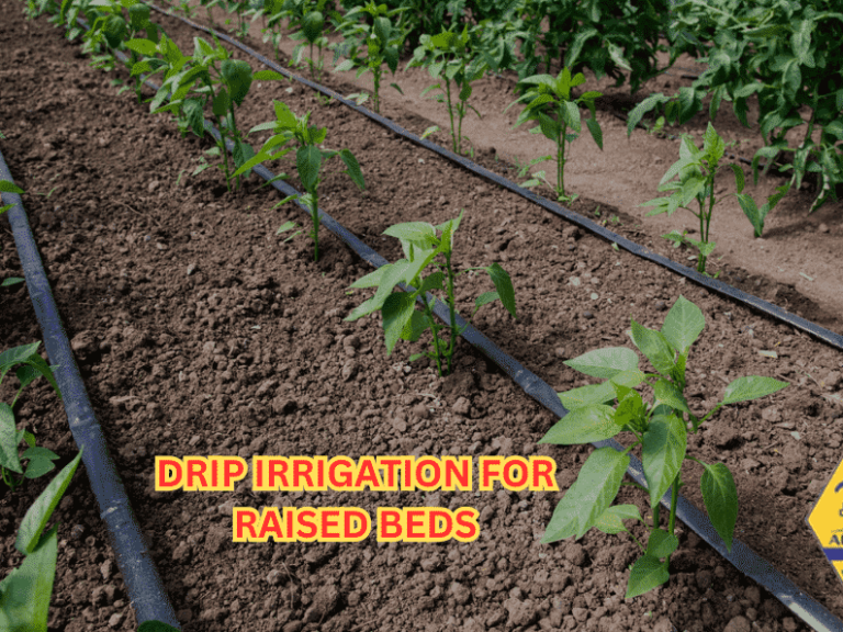 drip irrigation for raised beds