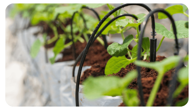 drip irrigation system design drip irrigation system design