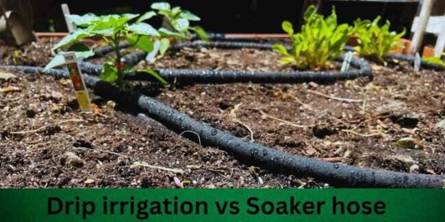 drip irrigation vs soaker hose drip irrigation vs soaker hose