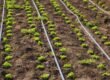 drip line to sprinkler system