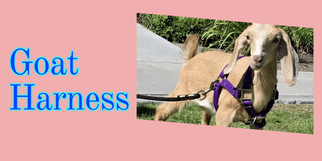 goat harness goat harness