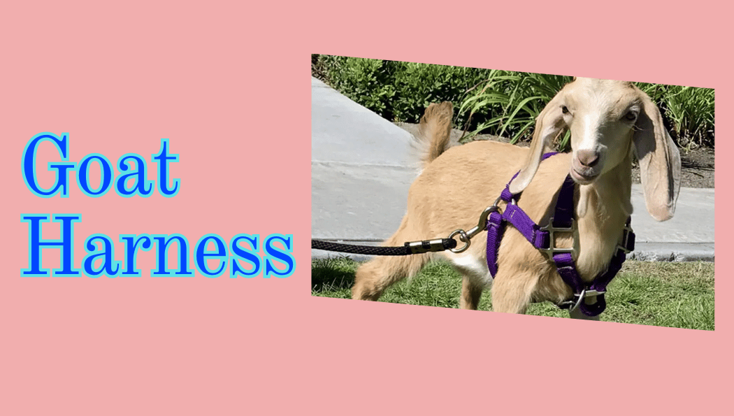 goat harness goat harness