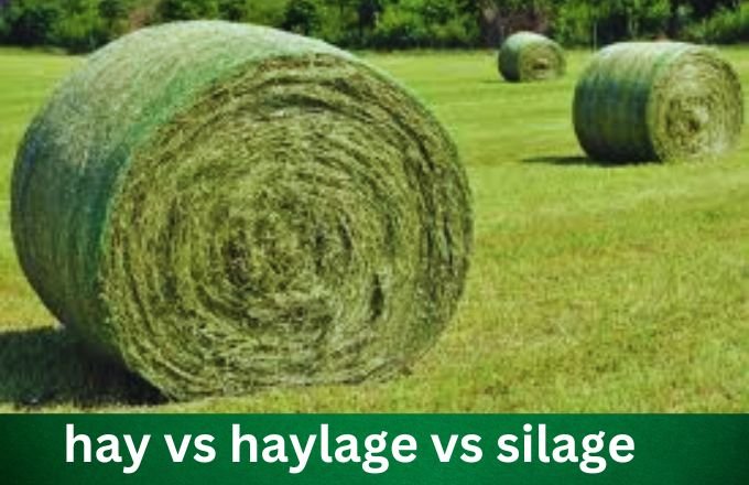 7 Essential Insights Into Haylage Vs Silage: Unearthing The Best Feed ...