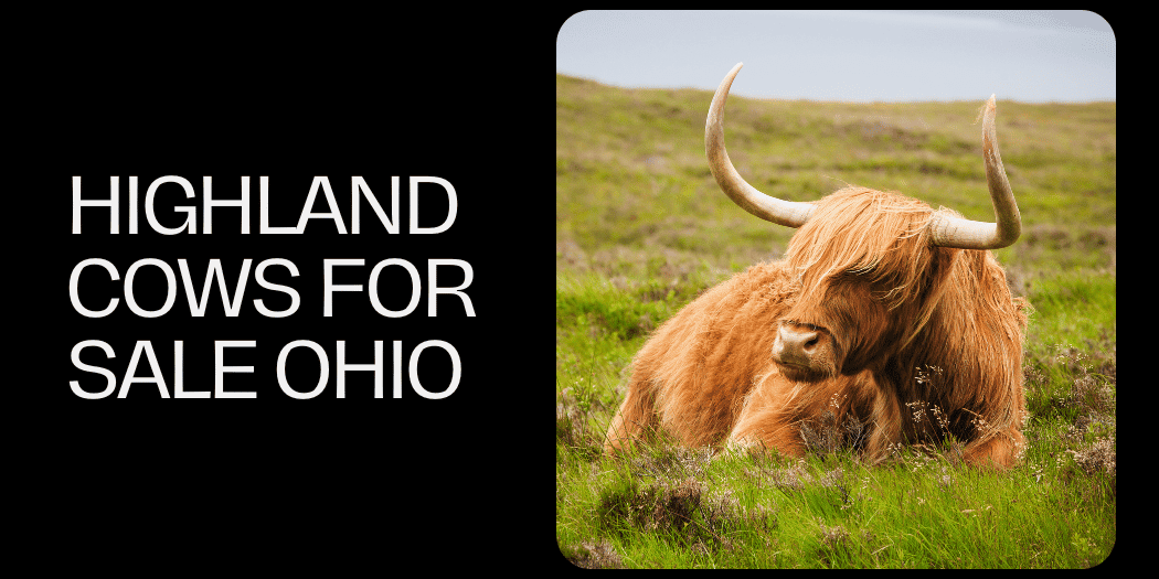 highland cows for sale Ohio