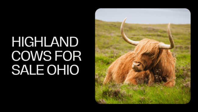 highland cows for sale ohio highland cows for sale Ohio