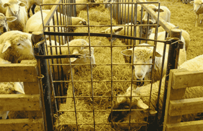 Efficient and Durable Livestock Pens: Unleash the Power of Precision 1 sheep lambing pens