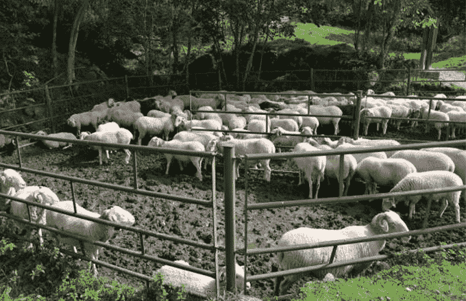 Efficient and Durable Livestock Pens: Unleash the Power of Precision 2 sheep pens