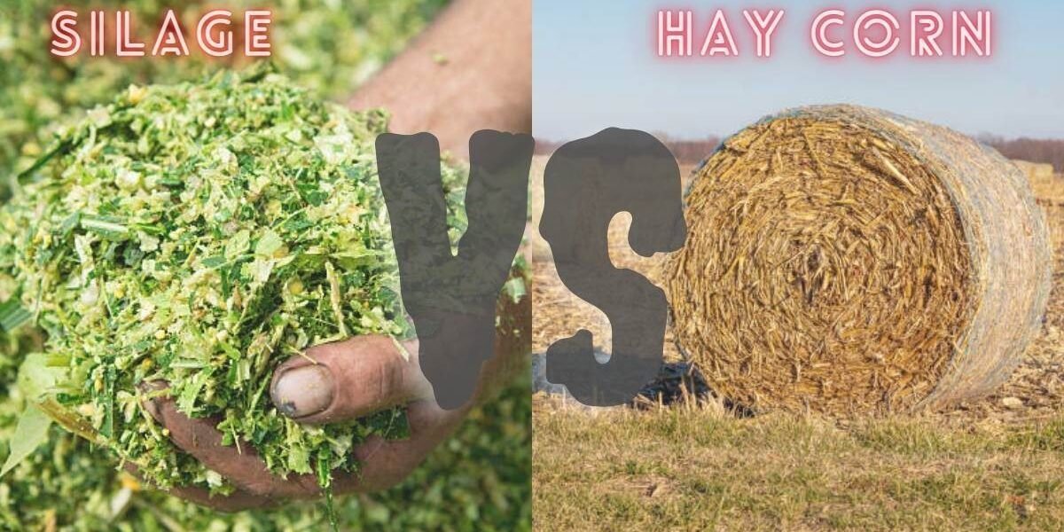 Silage Vs Hay Corn & Grass Silage - A Best Complete Guideline Of 2023 ...