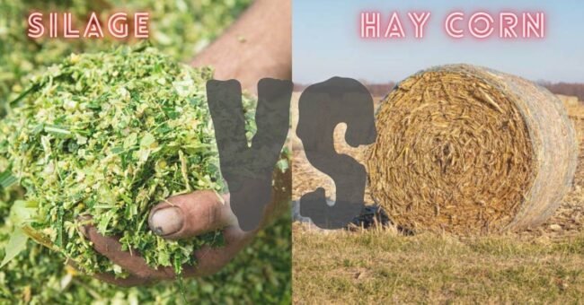 silage vs hay corn Silage vs Hay Corn