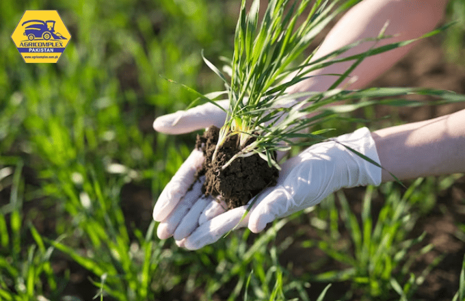 Maximizing Alfalfa Yield Per Acre: A Comprehensive Guide 2 Alfalfa Planting Seasons