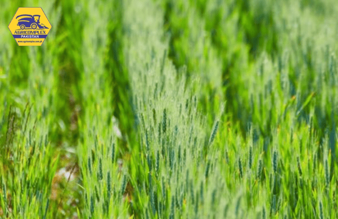 Maximizing Alfalfa Yield Per Acre: A Comprehensive Guide 1 Alfalfa Yield Per Acre