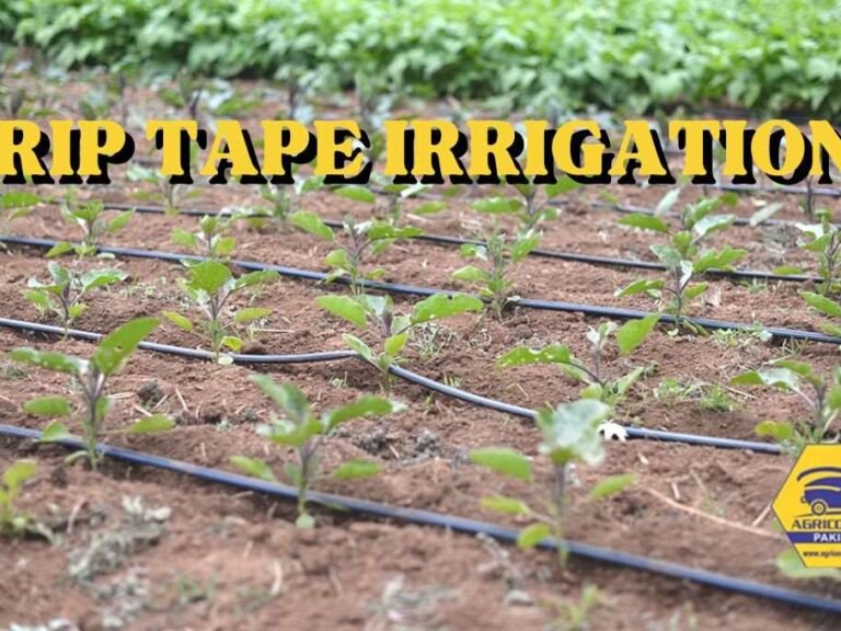 Drip Tape Irrigation