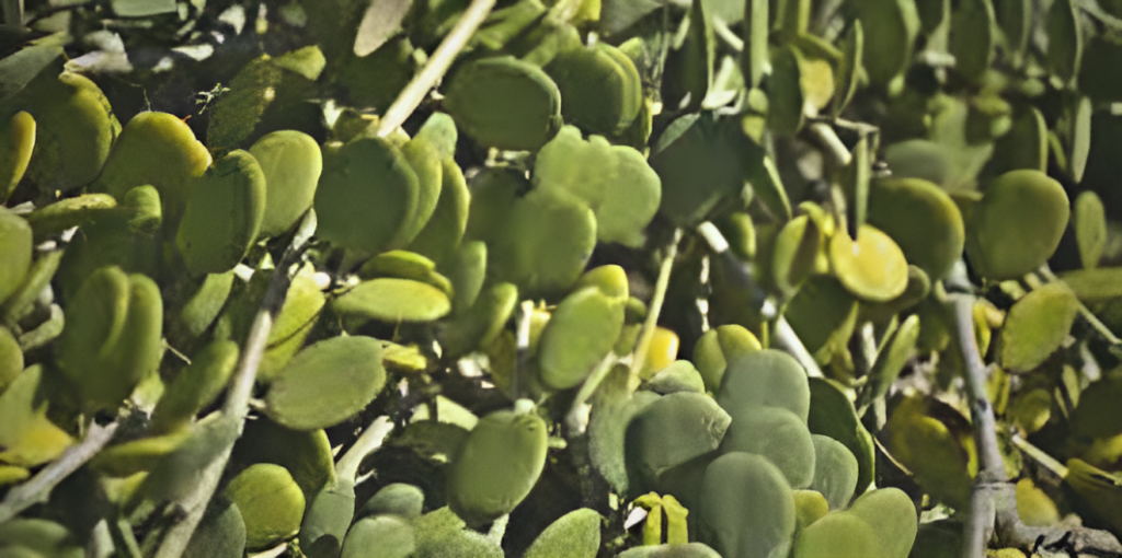 Hoya Silver Dollar : Your Green Oasis in 7 Enchanting Steps! - The Ultimate Guide to the 7-Star Hoya Silver Dollar 2 Hoya Silver Dollar