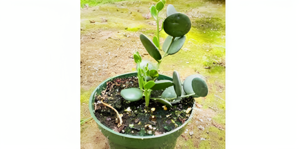 Hoya Silver Dollar : Your Green Oasis in 7 Enchanting Steps! - The Ultimate Guide to the 7-Star Hoya Silver Dollar 1 Characteristics of Hoya Silver Dollar