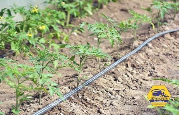 Drip Tape Irrigation: 11 Valuable Insights You'll Love to Know 1 drip tape irrigation system