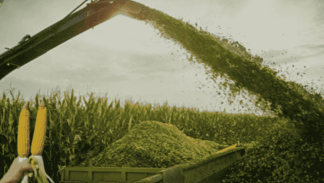what is corn silage what is corn silage